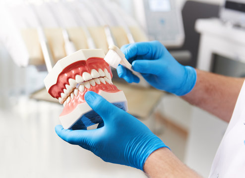Close-up of dentist assistant hands holding jaw model and toothbrush, showing how to clean teeth and gum. Concept of hygiene and healthy mouth. 