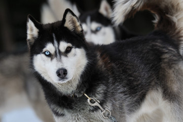 Siberian husky portrait