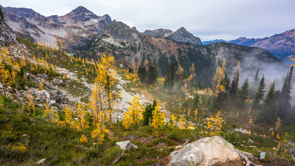 Yellow spruce growing on top of a rocky mountain, HEATHER-MAPLE PASS LOOP TRAIL, Washington state