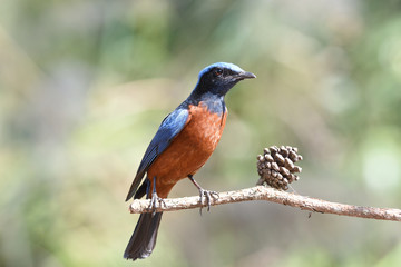 Chestnut-Bellied Rockthrush