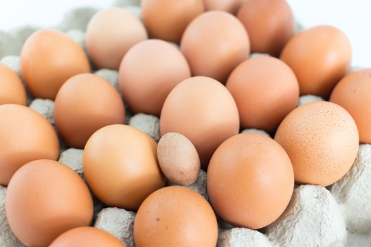 Eggs in  tray  on white background