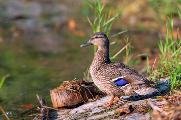 duck