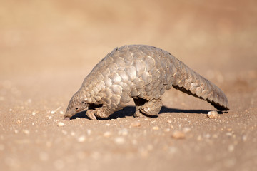 Pangolin searching for ants