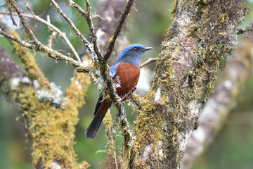 Chestnut-Bellied Rockthrush