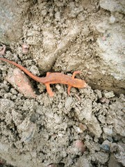 salamandre rouge