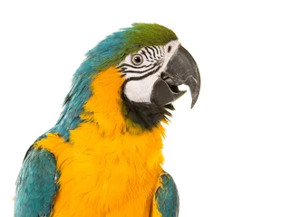 Fotobehang Portret van een gele en blauwe ara papegaai op een witte achtergrond © Elles Rijsdijk
