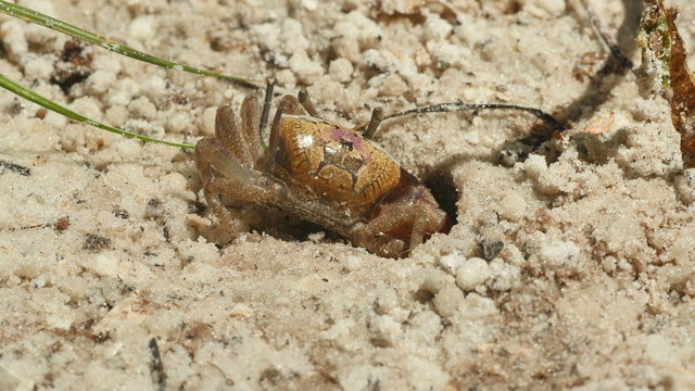 4K Atlantic Sand Fiddler Crab (Uca pugilator) 2