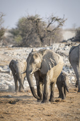 Fototapeta premium Elephant at Okaukuejo water hole.