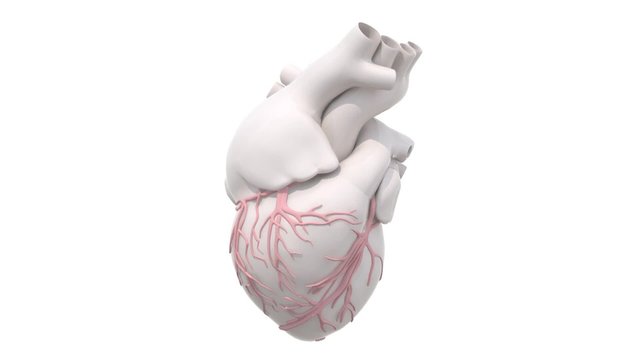 human heart organ rotation isolated on white background, 3d animation loop