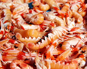 Mediterranean sea crayfish in Javea fish market
