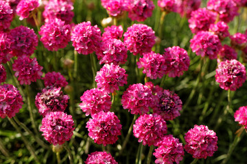 Pink flowers