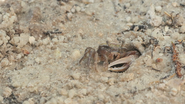 4K Atlantic Sand Fiddler Crab (Uca pugilator) Male Feeding 1