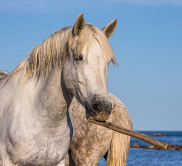 Portrait of a white Camargue  horse with a stick in his mouth. Funny picture. Parc Regional de Camargue. France. Provence. An excellent illustration