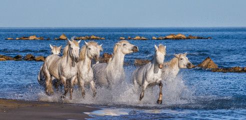 White Camargue Horses galloping along the sea beach. Parc Regional de Camargue. France. Provence. An excellent illustration