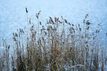 winter background dry grass snow