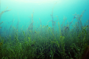 Unterwasserlandschaft, Algen, sauberes klares Wasser, Sauberkeit des Gebirgsflusses