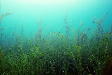 Afwasbaar Fotobehang Koraalgroen onderwaterlandschap, algen, schoon helder water, reinheid van bergrivieren