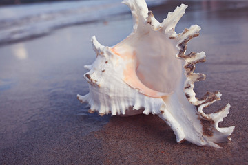 Tropical conch on a sandy beach