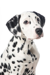 Portrait of a cute dalmatian dog looking up on a white background