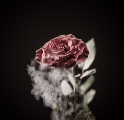 Close up of frozen red rose isolated on black.