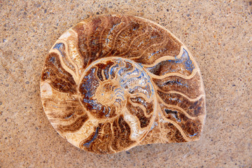 Ammonites fossil snail cut found in Teruel © lunamarina