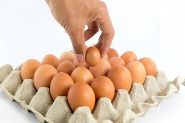 Eggs in  tray  on white background