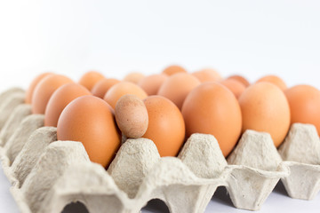 Eggs in  tray  on white background