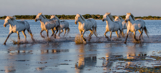 White Camargue Horses run in the swamps nature reserve. Parc Regional de Camargue. France. Provence. An excellent illustration