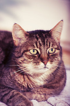 European shorthair cat 