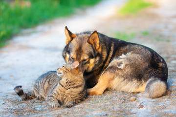 Dog and cat relaxing outdoors in summer