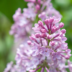 Lilac blossoms on the open air 