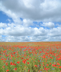 Frühsommer auf der Insel Rügen in Mecklenburg-Vorpommern,Deutschland