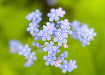 Flowers forget-me-not closeup