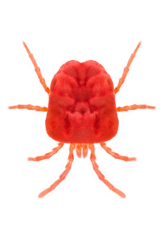 Red Velvet Mite Trombidium holosericeum isolated on white background, dorsal view.