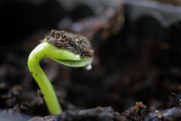 small sprout from seeds