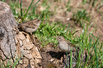 Tree sparrow