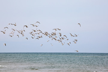 Common tern