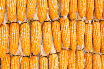 Dried corn background.