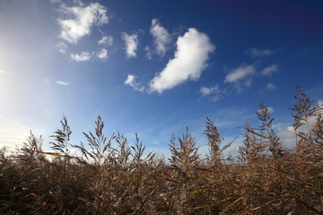 blue sky in backlight with reed in the foreground