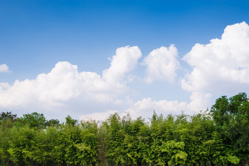 Tree wall under cloud and blue sky.