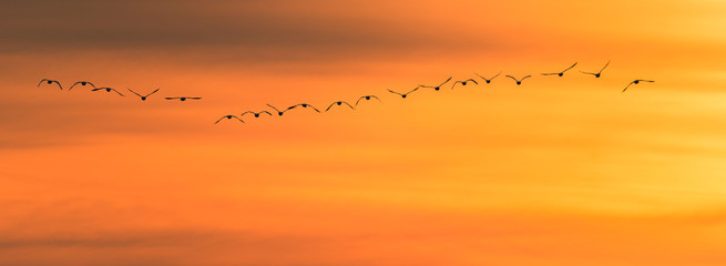 Vogel Vögel Singschwäne - Flug zum Sonnenuntergang - Hintergrund