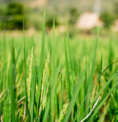 Green ripe rice in field. Selective focus.
