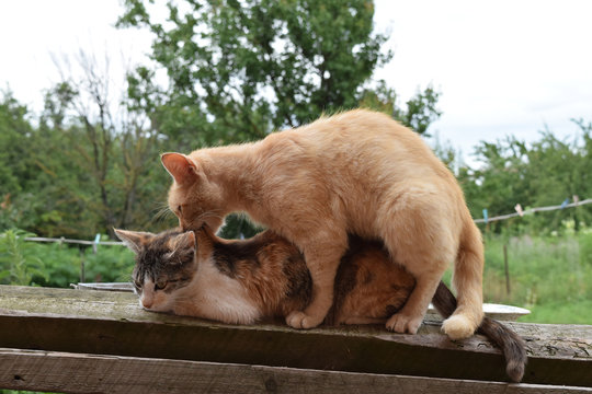 Mating domestic cats
