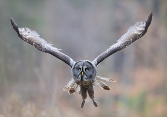 Great grey owl in flight, closeup, with clean grey background, Czech Republic, Europe