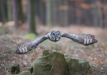 Great grey owl taking off from rock, closeup, with forest background, Czech Republic, Europe