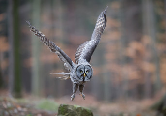 Great grey owl taking off from rock, closeup, with forest background, Czech Republic, Europe