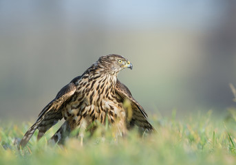 Falcon sitting on its prey, feeding, looking for danger, clean background, Czech Republic, Europe