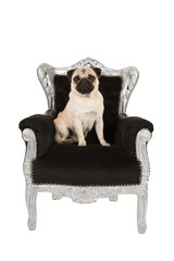 Cute pug dog sitting on a baroque silver and black chair isolated on a white background