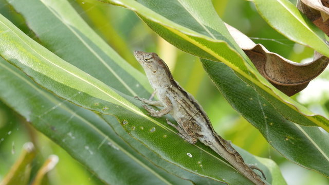4K Brown Anole (Anolis sagrei) Female 1