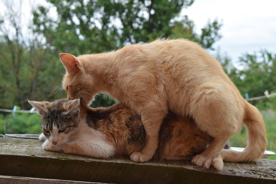 Mating domestic cats